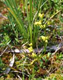 Scheuchzeria palustris. Плодоносящее растение на приозёрной сплавине в фитоценозе с доминированием сфагнумов и клюквы. Украина, Волынская обл., Ковельский р-н, заказник \"Любче\". 19 июля 2007 г.