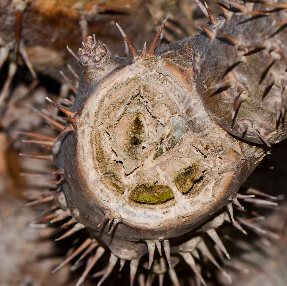 Изображение особи Pachypodium lamerei.