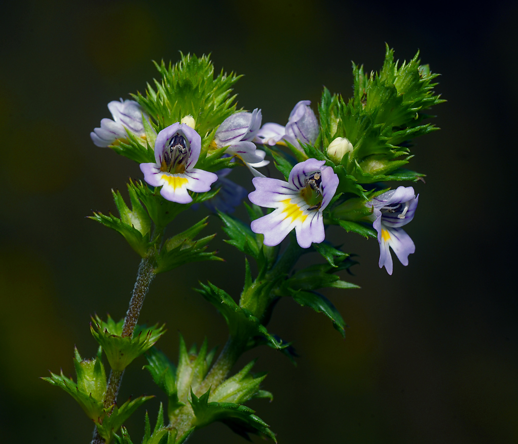 Изображение особи род Euphrasia.