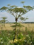 Heracleum sosnowskyi. Верхушка плодоносящего растения. Нижегородская обл., Починковский р-н, окр. с. Наруксово, залежь вдоль автомобильной дороги. 27 июля 2009 г.