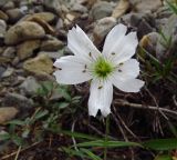 Cerastium maximum