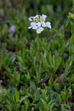 семейство Brassicaceae