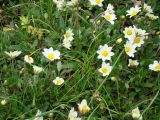 Dryas punctata