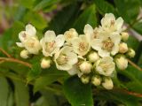 Sorbus sambucifolia. Цветки и бутоны. Хабаровский край, Ванинский р-н, бухта Сизиман, елово-пихтовый лес на приморском склоне. 21.06.2016.