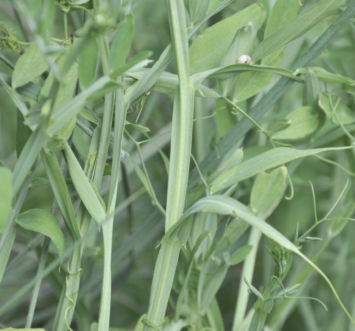 Изображение особи Lathyrus clymenum.