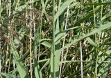Phragmites australis. Части побегов и соцветие. Бельгия, г. Антверпен, берег р. Шельды. Август.