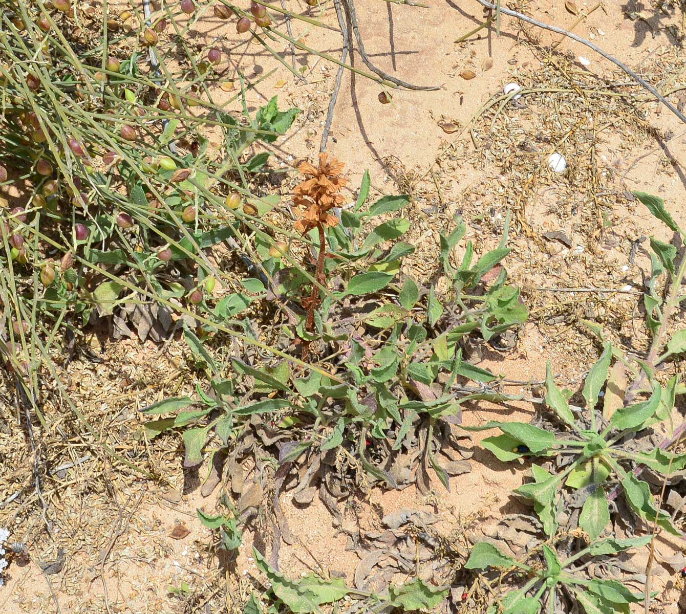 Изображение особи Orobanche crenata.