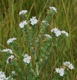 Anchusa officinalis