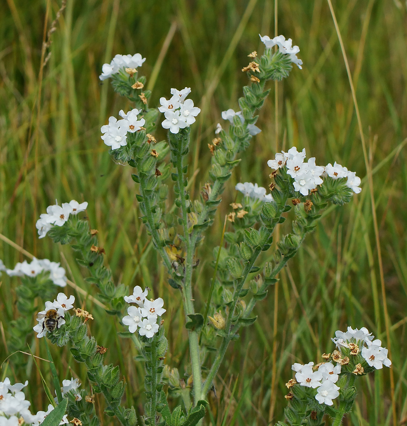 Image of Anchusa officinalis specimen.
