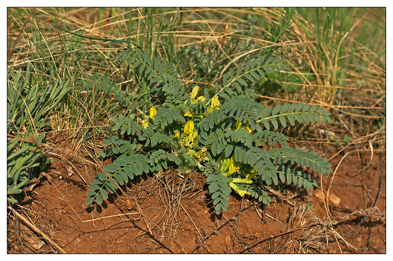 Изображение особи Astragalus wolgensis.