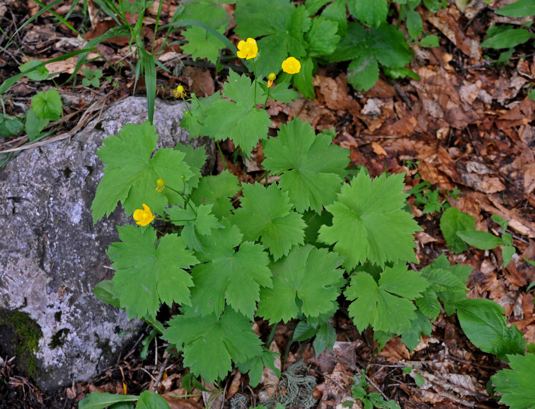 Изображение особи Ranunculus cappadocicus.