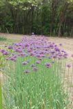 Allium suworowii