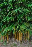 Schizostachyum brachycladum. Нижние части побегов вегетирующих растений. Малайзия, Куала-Лумпур, в культуре. 13.05.2017.