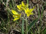 Gagea pauciflora. Верхушка побега с цветками. Иркутская обл., Боханский р-н, окр. с. Бохан, луг. 06.05.2018.