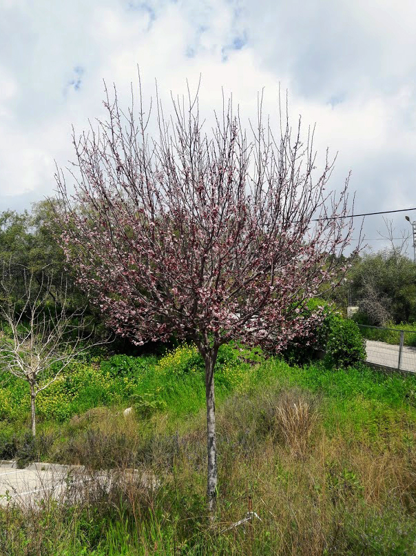 Изображение особи Prunus cerasifera var. pissardii.