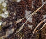 Dianthus versicolor. Верхушка плодоносящего побега прошлого года. Свердловская обл., Нижнетагильский р-н, подножие камня Писаный, каменистый выступ. 01.05.2019.