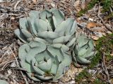 Agave parryi разновидность truncata