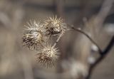 Arctium tomentosum