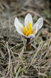 Colchicum kesselringii