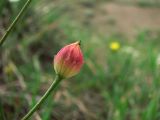 Bongardia chrysogonum