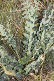 Astragalus subbarbellatus. Цветущее растение. Южный Казахстан, Таласский Алатау, подгорная степь, сай Унгур. 18.07.2010.