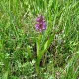 Dactylorhiza incarnata. Цветущее растение. Иркутская обл., Усть-Ордынский р-н, окр. пгт Усть-Орда, долина р. Куда, луг. 19.06.2022.