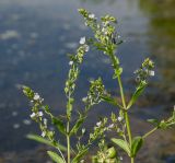 Veronica anagallis-aquatica