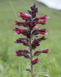 Echium russicum