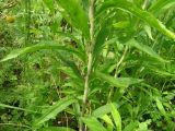 Solidago canadensis