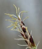 genus Carex. Верхушка соцветия. Приморский край, Уссурийский гор. округ, окр. с. Монакино, опушка широколиственного леса на небольшой сопке. 20.04.2024.