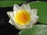 Nymphaea candida