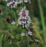 Betonica officinalis