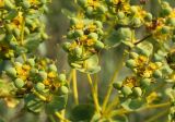 Euphorbia stepposa. Часть соплодия с незрелыми плодами. Украина, Днепропетровская обл., Новомосковский р-н, окр. с. Андреевка, степь. 12.07.2011.