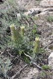 Pedicularis olgae. Цветущие растения. Южный Казахстан, хр. Боролдайтау, гора Нурбай; 1200 м н.у.м. 23.04.2012.