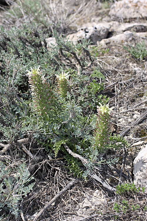 Изображение особи Pedicularis olgae.