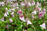 Linnaea borealis