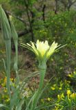 Tragopogon dubius. Верхушка цветущего растения. Крым, Карадагский заповедник, Береговой хребет, степной склон. 6 мая 2013 г.