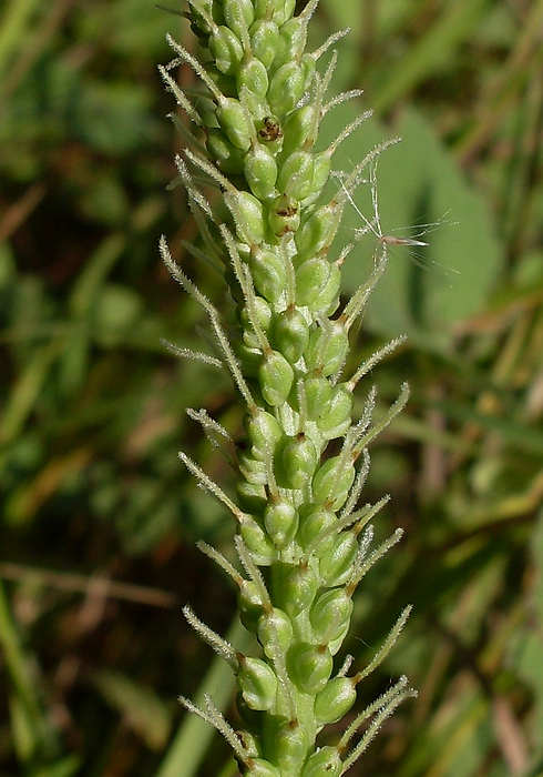 Изображение особи Plantago cornuti.