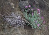 Astragalus glochideus