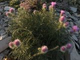 Lamyra echinocephala