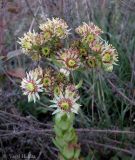 род Sempervivum. Верхушка цветущего растения. Украина, Хмельницкая обл., г. Каменец-Подольский, у обрыва каньона р. Смотрич. 22 сентября 2013 г.