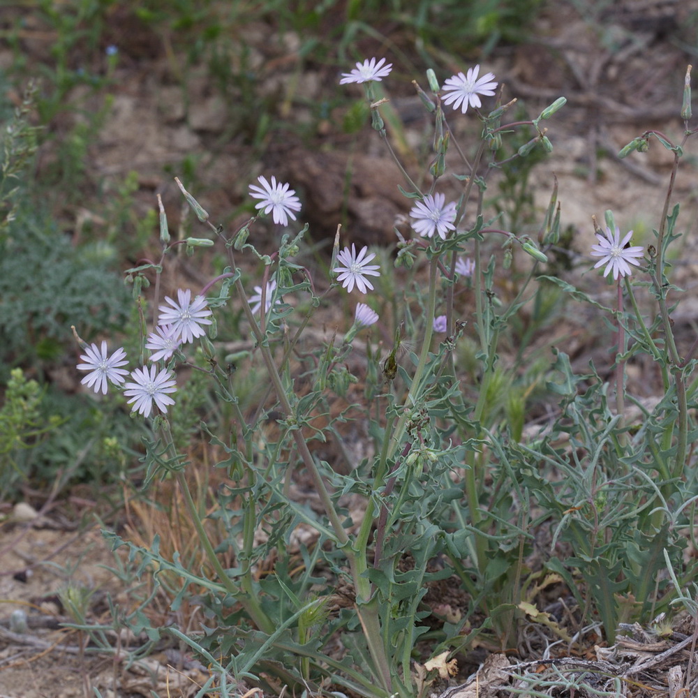 Изображение особи Lactuca undulata.