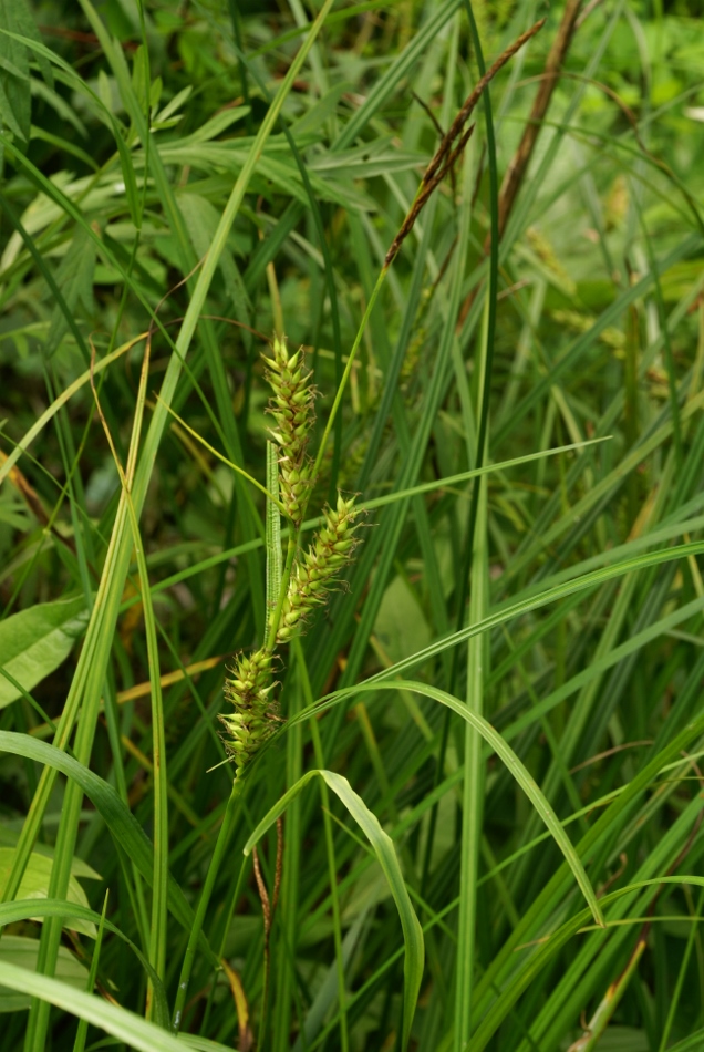 Изображение особи Carex atherodes.