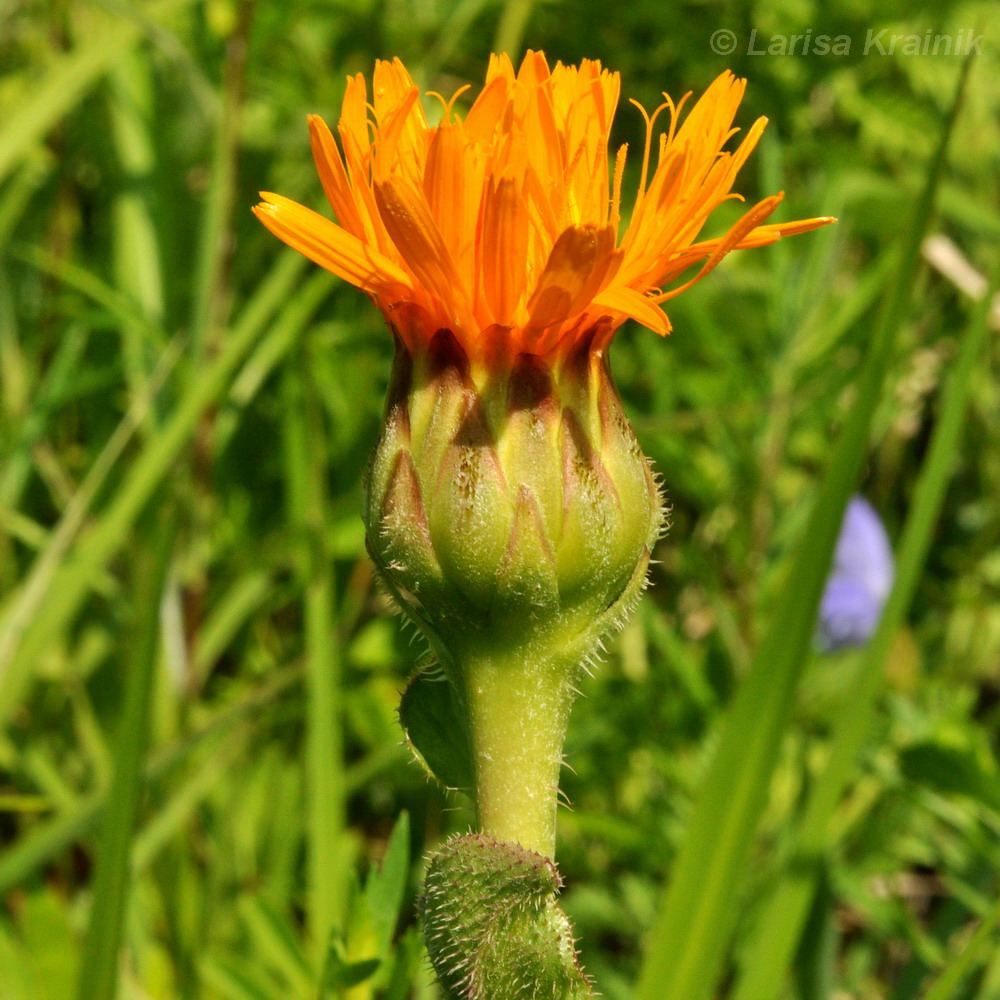 Изображение особи Trommsdorffia ciliata.