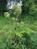 Archangelica officinalis. Цветущее и плодоносящее растение. Республика Коми, берег р. Печора в окр. села Усть-Илыч. 15.08.2014.