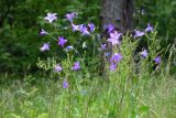 Campanula patula