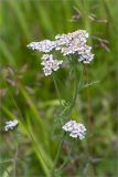 Achillea apiculata. Верхушка побега с соцветиями. Мурманская обл., с. Княжая Губа, побережье Кандалакшского зал. Белого моря, приморский луг. 26.07.2015.