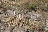 Ungernia sewerzowii. Молодые побеги-цветоносы. Южный Казахстан, горы Алатау (Даубаба), северный гребень вершины 1734, высота ~1500 м н.у.м. 16.07.2014.