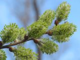 Salix cinerea