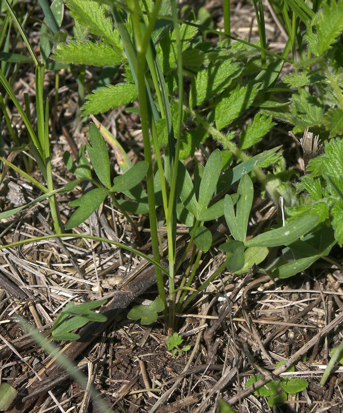 Изображение особи Ranunculus pedatus.